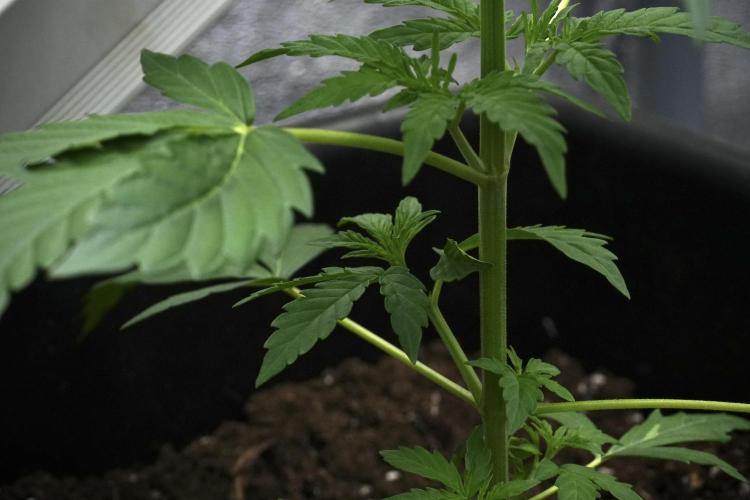 Pheno B Black Diamont Auto By Zamnesia. Week 3 - Black Diamont Auto Plant B