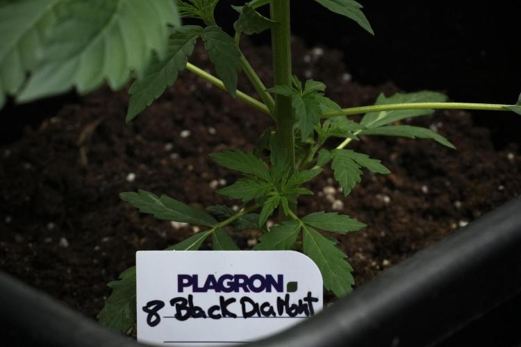 Pheno B Black Diamont Auto By Zamnesia. Week 3 - Black Diamont Auto Plant B