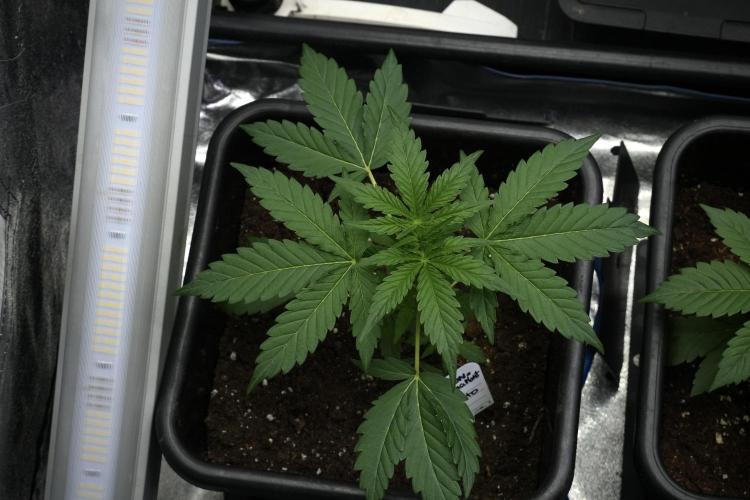 Pheno B Black Diamont Auto By Zamnesia. Week 3 - Black Diamont Auto Plant B