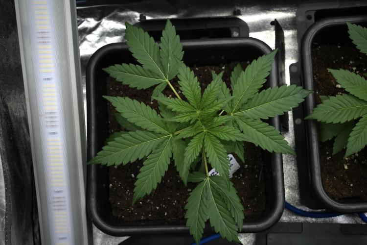 Pheno B Black Diamont Auto By Zamnesia. Week 3 - Black Diamont Auto Plant B