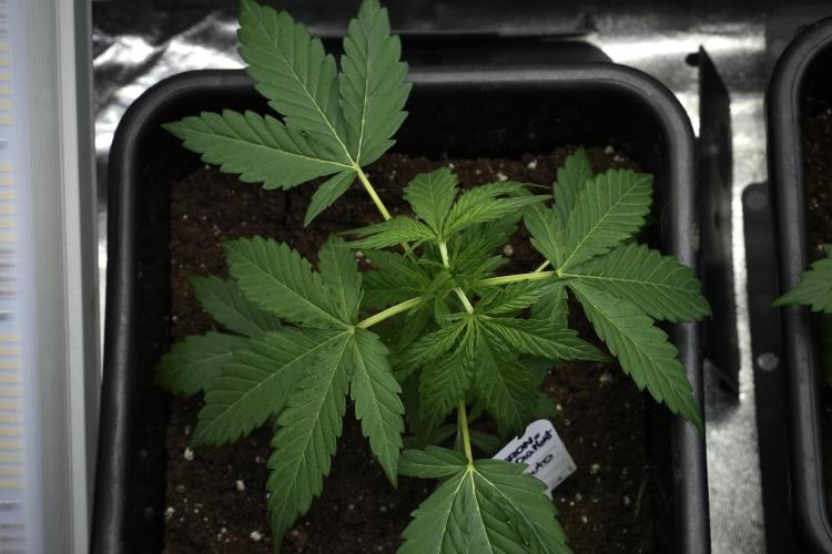 Pheno B Black Diamont Auto By Zamnesia. Week 3 - Black Diamont Auto Plant B