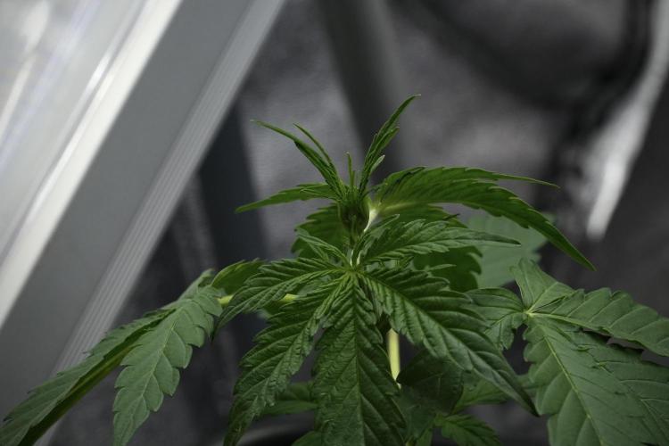 Pheno B Black Diamont Auto By Zamnesia. Week 3 - Black Diamont Auto Plant B