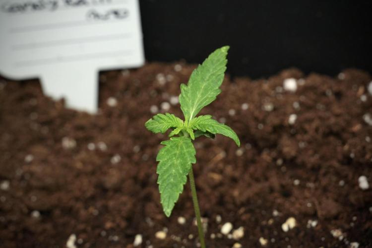 Candy Rain Auto By Zamnesia. Week 3 - Candy Rain Auto