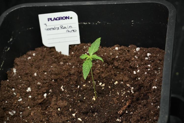 Candy Rain Auto By Zamnesia. Week 3 - Candy Rain Auto
