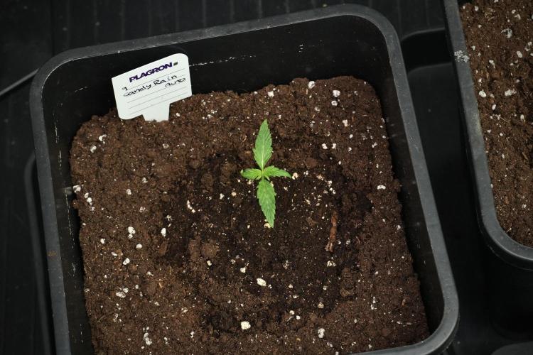Candy Rain Auto By Zamnesia. Week 3 - Candy Rain Auto