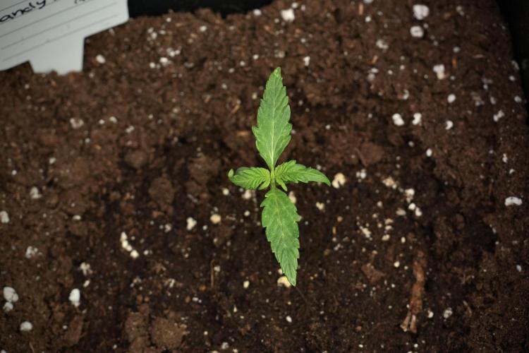 Candy Rain Auto By Zamnesia. Week 3 - Candy Rain Auto