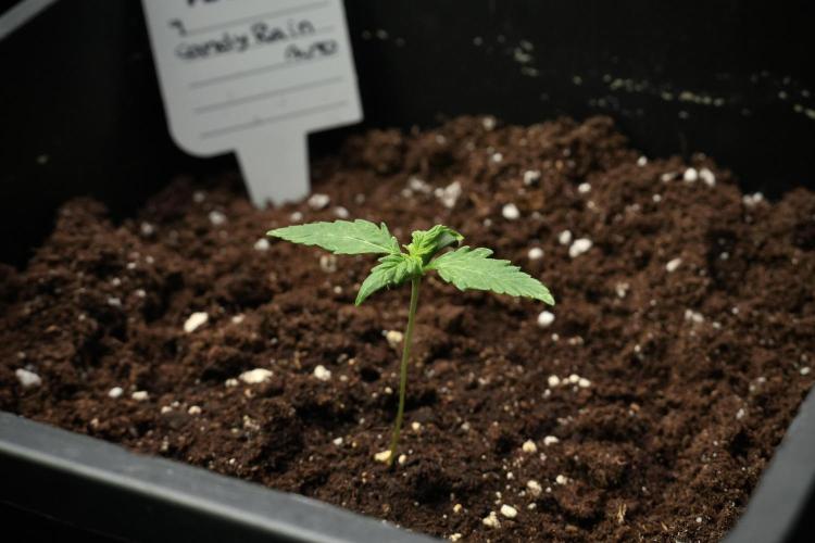 Candy Rain Auto By Zamnesia. Week 3 - Candy Rain Auto