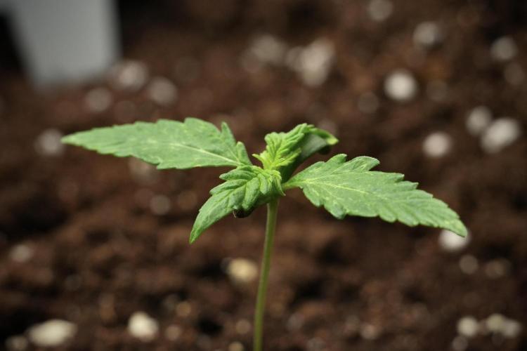 Candy Rain Auto By Zamnesia. Week 3 - Candy Rain Auto