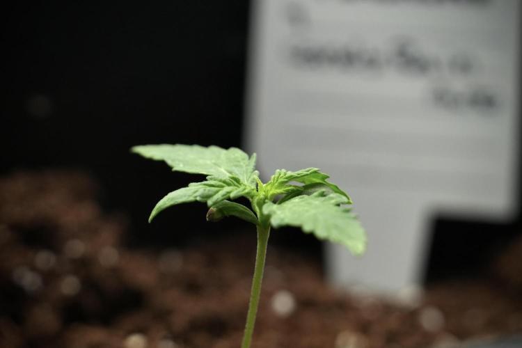 Candy Rain Auto By Zamnesia. Week 3 - Candy Rain Auto