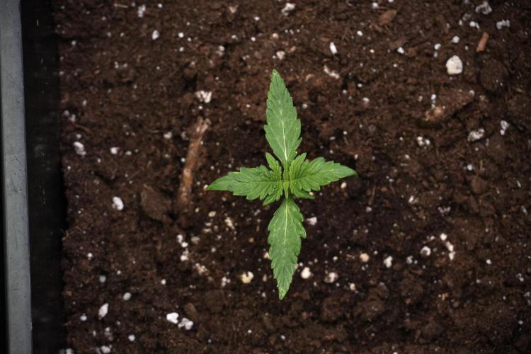 Candy Rain Auto By Zamnesia. Week 3 - Candy Rain Auto
