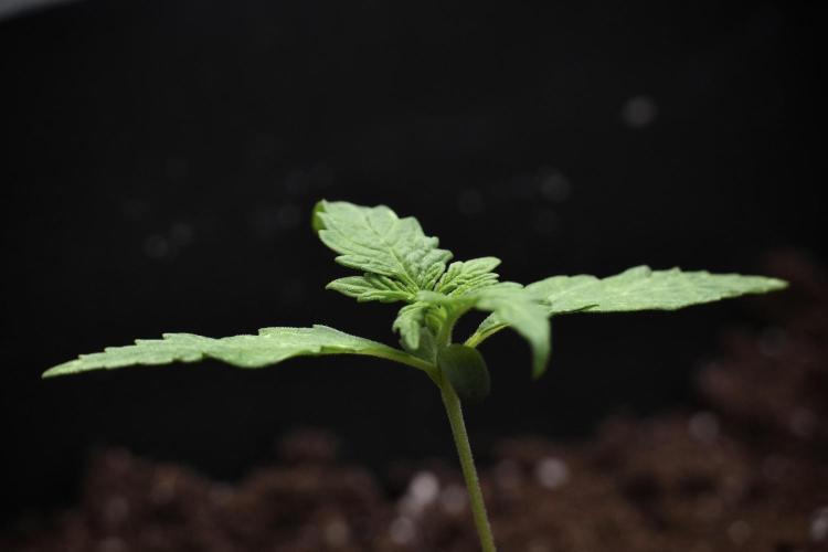 Candy Rain Auto By Zamnesia. Week 3 - Candy Rain Auto