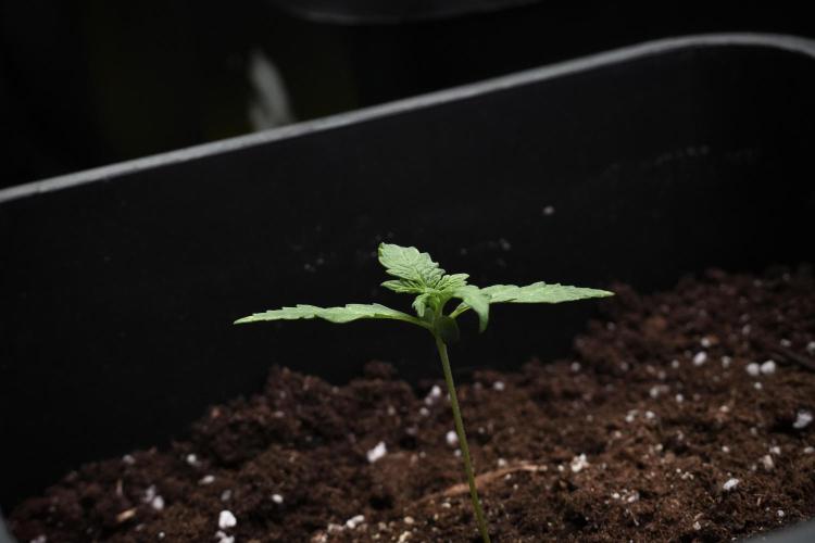 Candy Rain Auto By Zamnesia. Week 3 - Candy Rain Auto