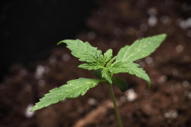 Candy Rain Auto By Zamnesia. Week 3 - Candy Rain Auto