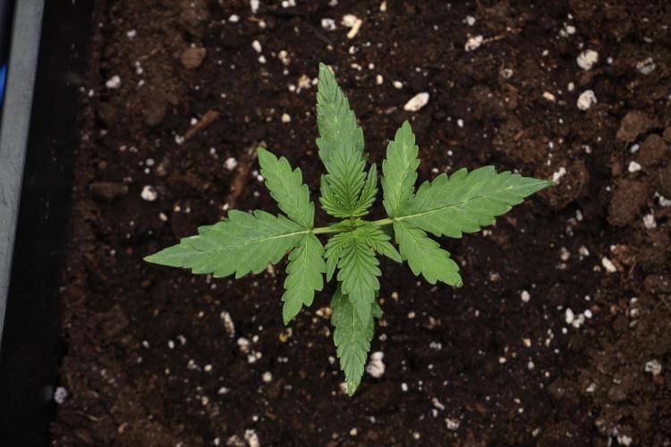 Candy Rain Auto By Zamnesia. Week 3 - Candy Rain Auto