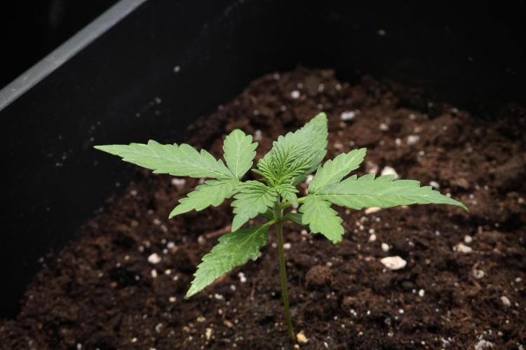 Candy Rain Auto By Zamnesia. Week 3 - Candy Rain Auto