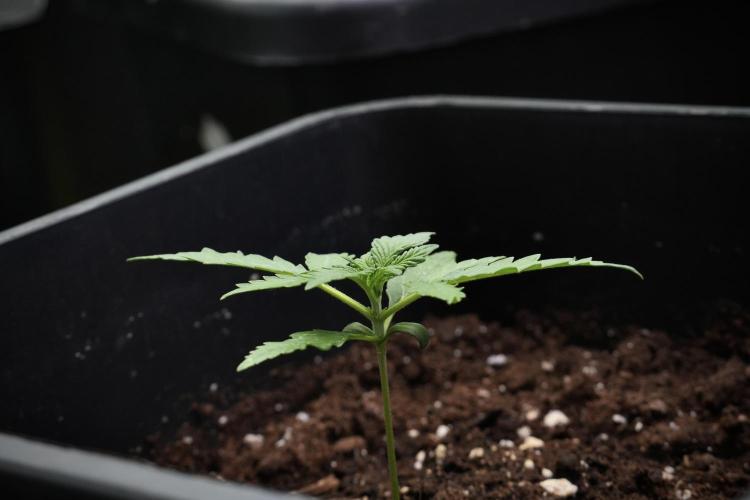 Candy Rain Auto By Zamnesia. Week 3 - Candy Rain Auto