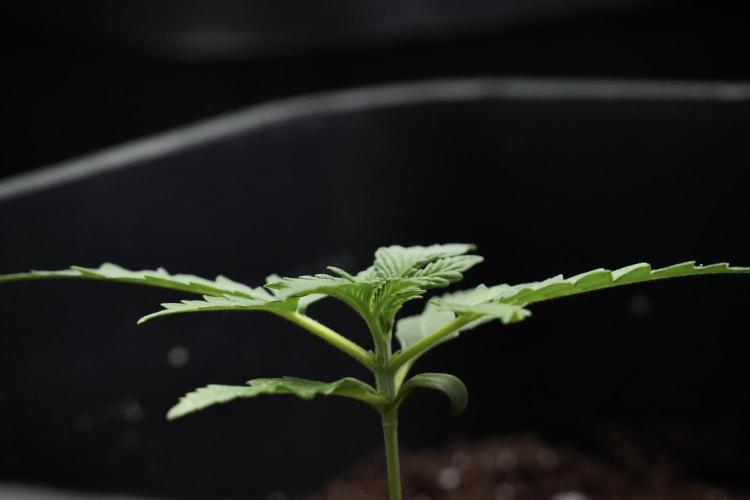 Candy Rain Auto By Zamnesia. Week 3 - Candy Rain Auto
