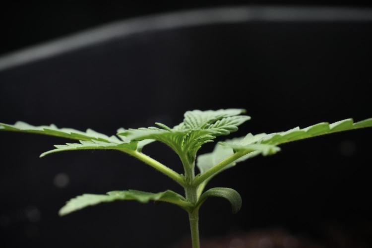Candy Rain Auto By Zamnesia. Week 3 - Candy Rain Auto