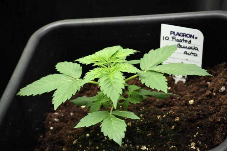 Frosted Guava Auto By Zamnesia Pheno A. Week 3 - Frosted Guava phemo A