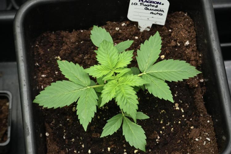 Frosted Guava Auto By Zamnesia Pheno A. Week 3 - Frosted Guava phemo A