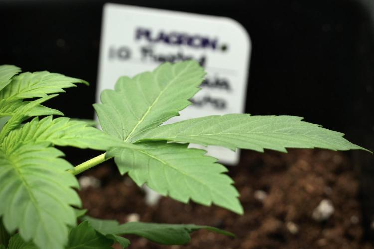 Frosted Guava Auto By Zamnesia Pheno A. Week 3 - Frosted Guava phemo A