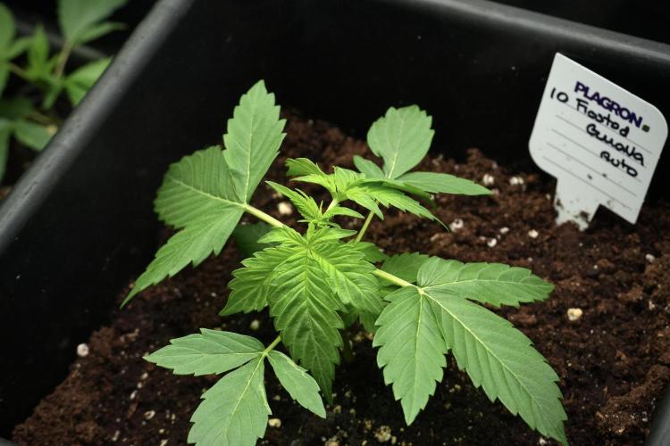 Frosted Guava Auto By Zamnesia Pheno A. Week 3 - Frosted Guava phemo A