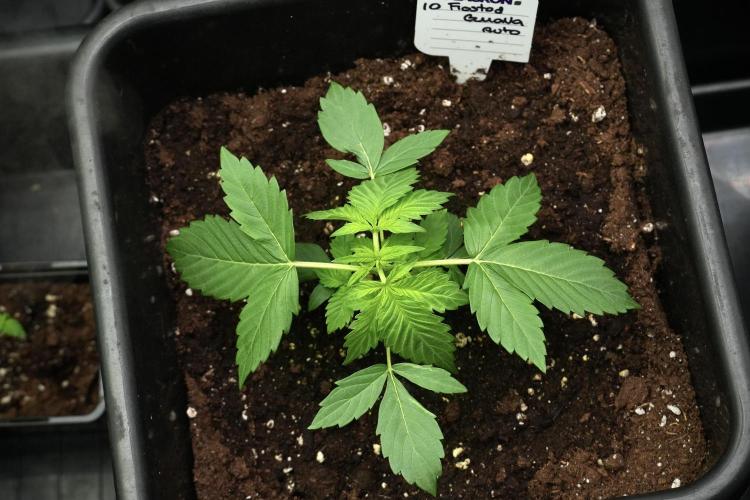 Frosted Guava Auto By Zamnesia Pheno A. Week 3 - Frosted Guava phemo A