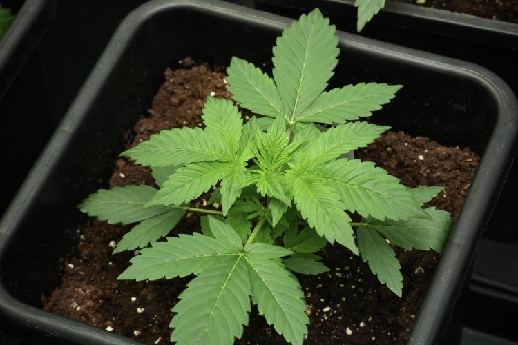 Frosted Guava Auto By Zamnesia Pheno A. Week 3 - Frosted Guava phemo A