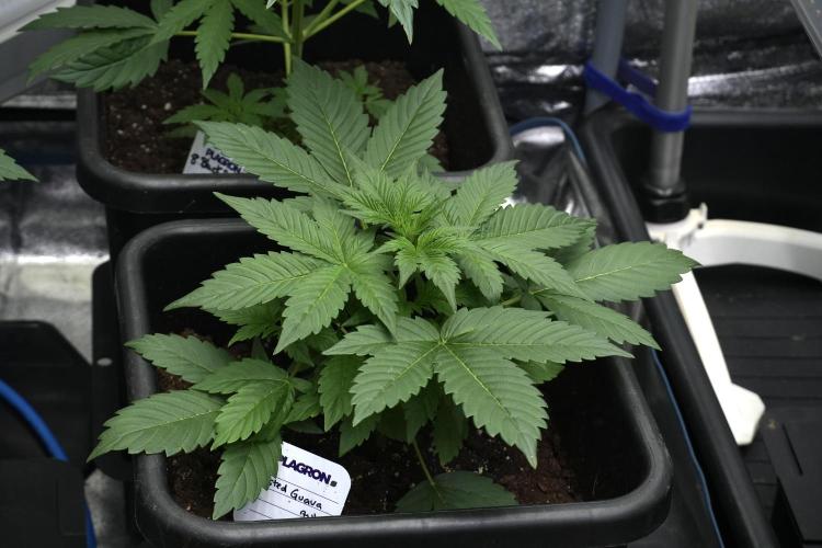 Frosted Guava Auto By Zamnesia Pheno A. Week 3 - Frosted Guava phemo A