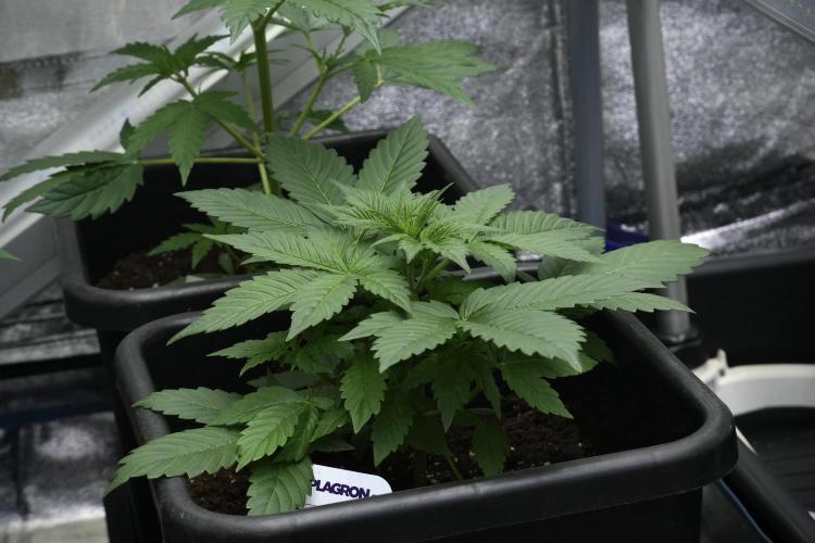 Frosted Guava Auto By Zamnesia Pheno A. Week 3 - Frosted Guava phemo A