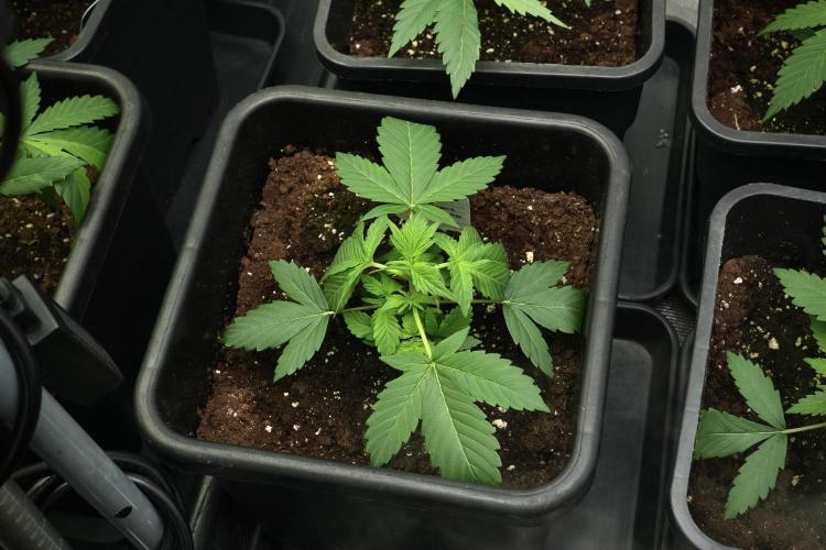 Pheno B Frosted Guava Auto By Zamnesia. Week 3 - Frosted Guava Auto Pheno B LST