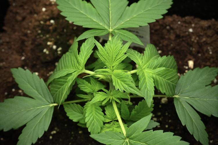 Pheno B Frosted Guava Auto By Zamnesia. Week 3 - Frosted Guava Auto Pheno B LST
