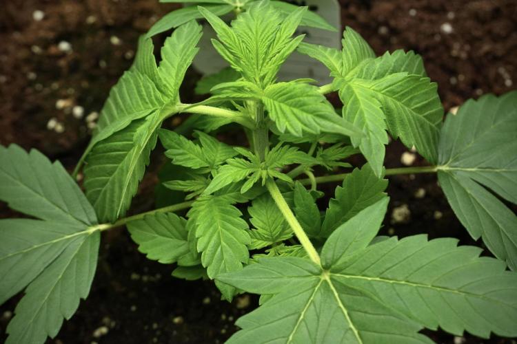 Pheno B Frosted Guava Auto By Zamnesia. Week 3 - Frosted Guava Auto Pheno B LST