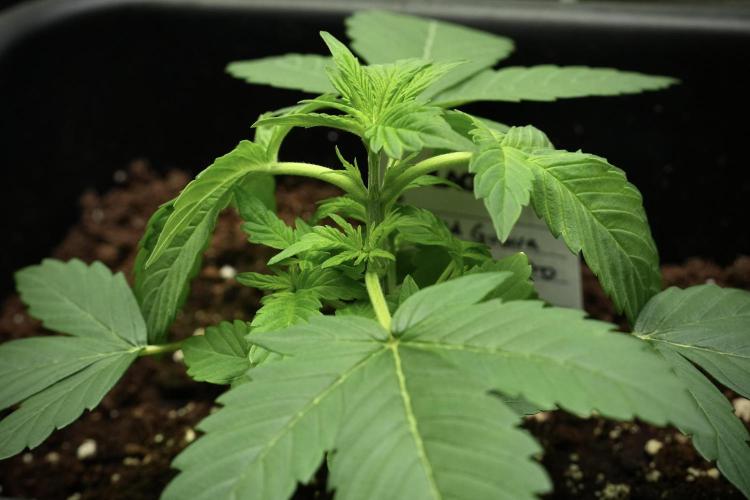 Pheno B Frosted Guava Auto By Zamnesia. Week 3 - Frosted Guava Auto Pheno B LST