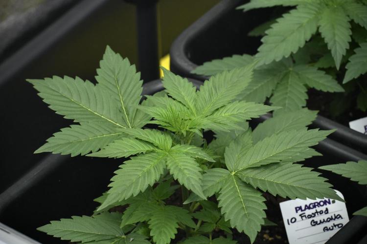 Pheno B Frosted Guava Auto By Zamnesia. Week 3 - Frosted Guava Auto Pheno B