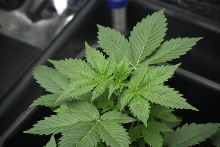 Pheno B Frosted Guava Auto By Zamnesia. Week 3 - Frosted Guava Auto Pheno B