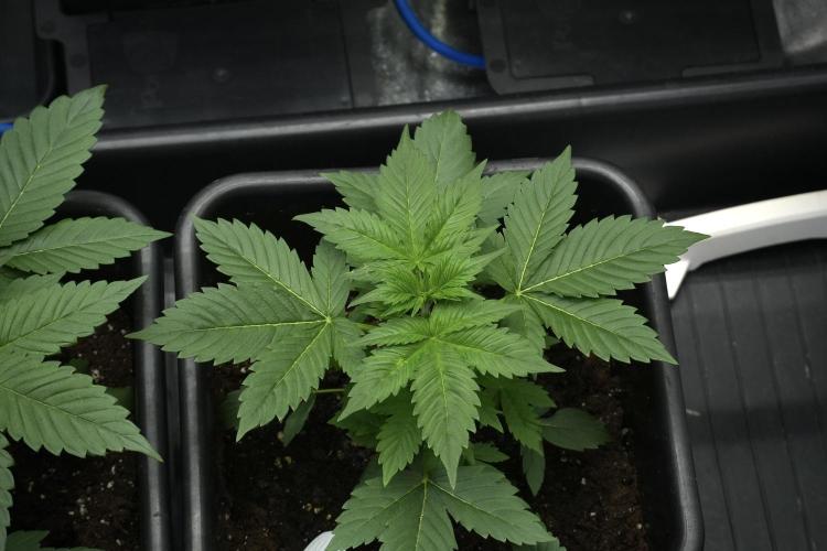 Pheno B Frosted Guava Auto By Zamnesia. Week 3 - Frosted Guava Auto Pheno B