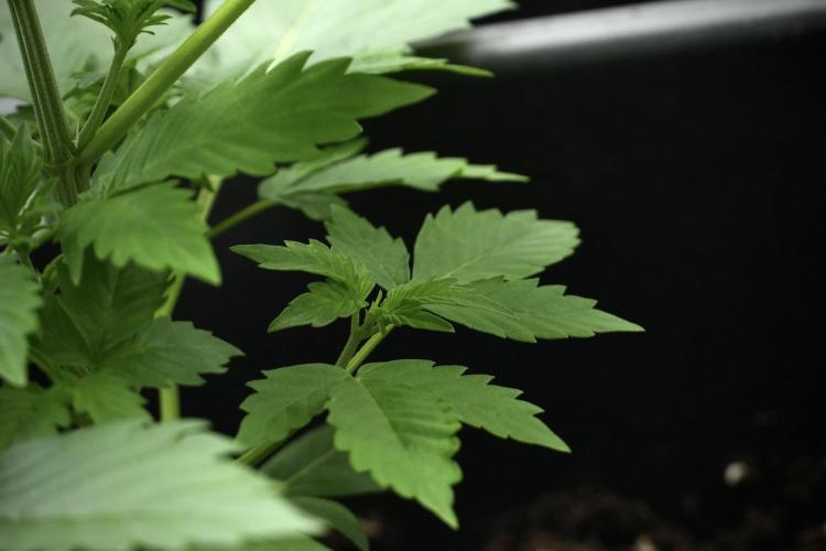 Pheno B Frosted Guava Auto By Zamnesia. Week 3 - Frosted Guava Auto Pheno B