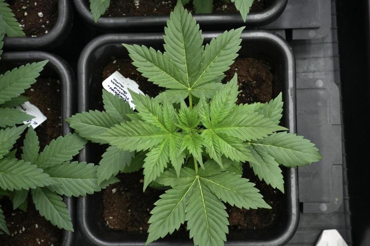 Pheno B Frosted Guava Auto By Zamnesia. Week 3 - Frosted Guava Auto Pheno B