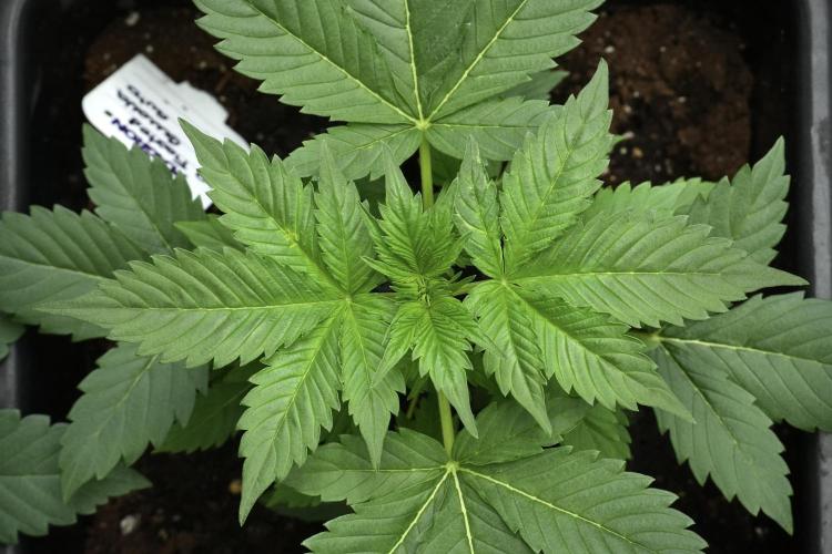 Pheno B Frosted Guava Auto By Zamnesia. Week 3 - Frosted Guava Auto Pheno B