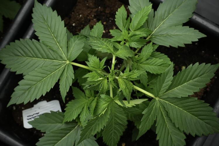 Pheno B Frosted Guava Auto By Zamnesia. Week 3 - Frosted Guava Auto Pheno B LST