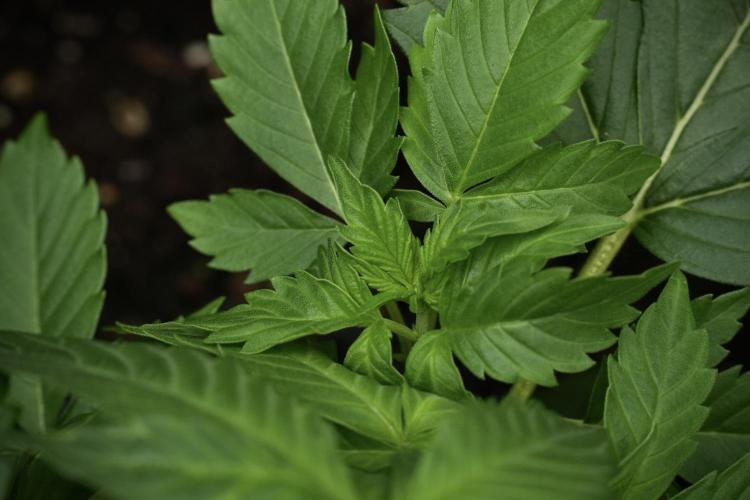 Pheno B Frosted Guava Auto By Zamnesia. Week 3 - Frosted Guava Auto Pheno B LST