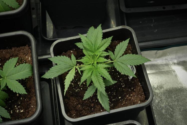 Pink Rosay Auto By Zamnesia Pheno A. Week 3 - Pink Rosay plant A