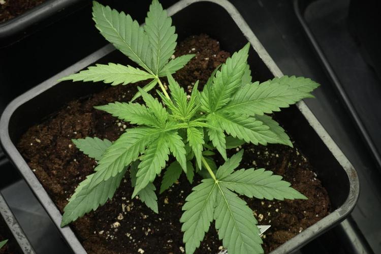 Pink Rosay Auto By Zamnesia Pheno A. Week 3 - Pink Rosay plant A