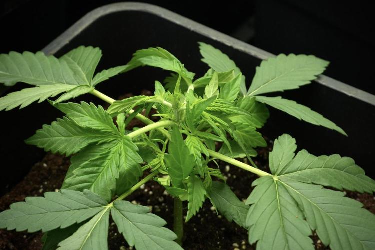 Pink Rosay Auto By Zamnesia Pheno A. Week 3 - Pink Rosay plant A LST 