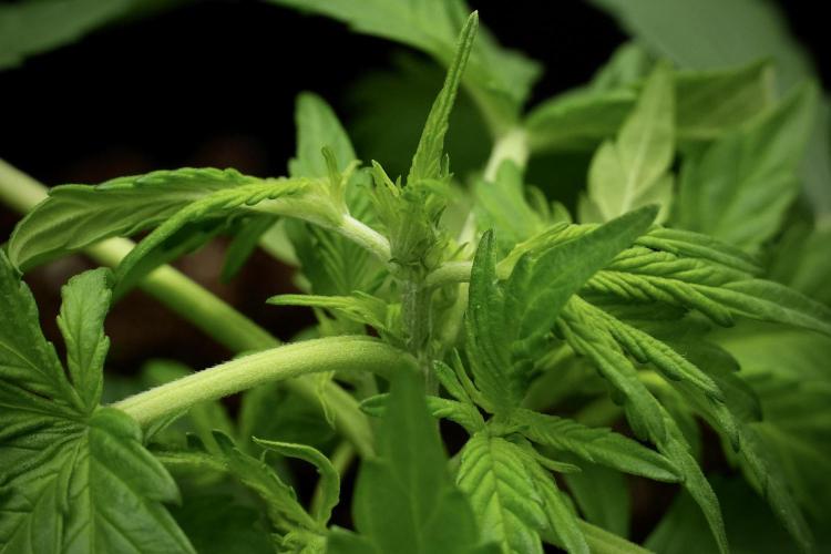 Pink Rosay Auto By Zamnesia Pheno A. Week 3 - Pink Rosay plant A LST 
