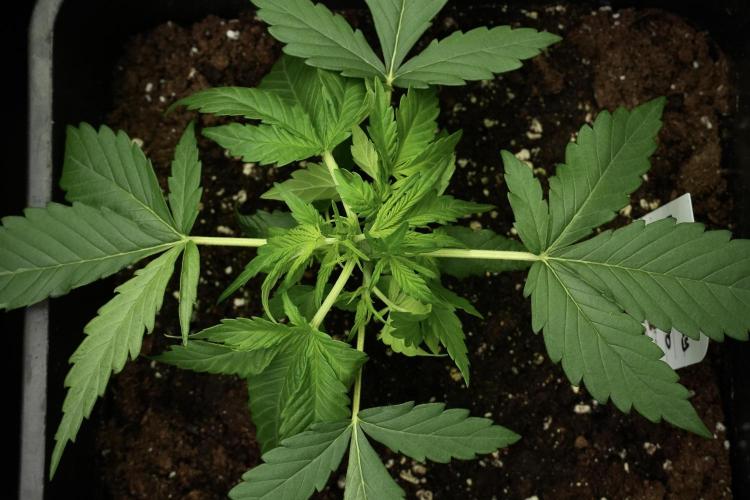 Pink Rosay Auto By Zamnesia Pheno A. Week 3 - Pink Rosay plant A LST 