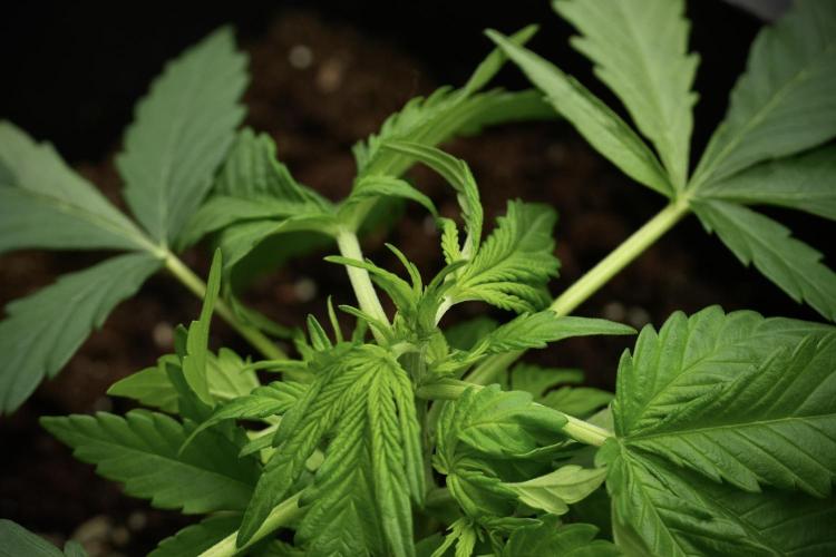 Pink Rosay Auto By Zamnesia Pheno A. Week 3 - Pink Rosay plant A LST 