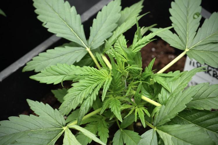 Pink Rosay Auto By Zamnesia Pheno A. Week 3 - Pink Rosay plant A LST 