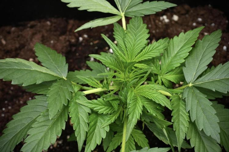 Pink Rosay Auto By Zamnesia Pheno A. Week 3 - Pink Rosay plant A LST 